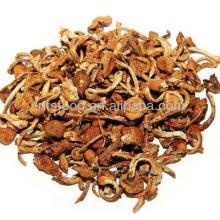 Dried wild  pholiota   nameko  mushroom
