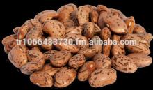 Long Shape Pinto Beans