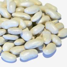 all size white bean