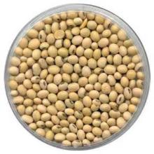 Soybean Organic Non Gmo