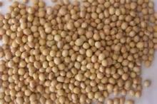 U.S. #2 Yellow Soybeans
