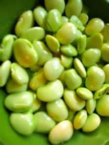 Fresh Butter Bean