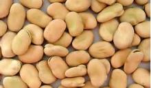 Butter Beans for Human consumption