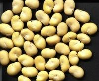 Fresh Broad Bean Thailand