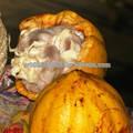 Fresh Quality Cocoa Beans for Sale