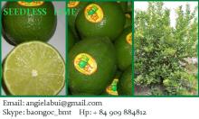 FROZEN FRESH LIME