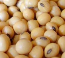 Soya Beans & White Kidney Beans