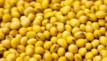 Soy  Bean