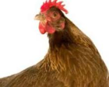  Halal   chicken , chicken  whole and parts