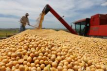 SOYBEANS