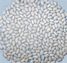 medium white kidney bean 200-220 & 220-240