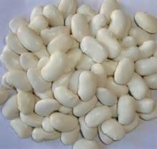 large  flat   white   kidney  bean