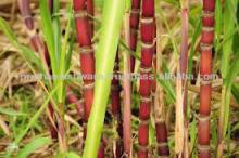 ICUMSA45 SUGAR PRICE