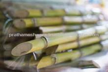 CANE SUGAR GLUTEN FREE