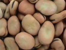 Broad Beans