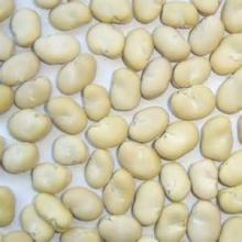 Dried Peeled Broad Beans