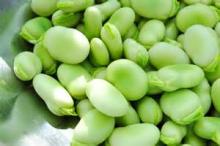  Fresh   Broad   Beans 