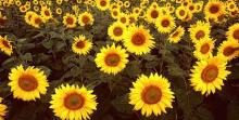 Refined Sunflower Oil