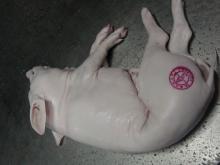 Frozen suckling pigs