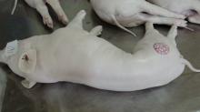 Vietnam frozen suckling pig