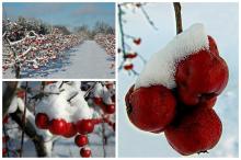 Ice  Cider 