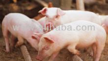 High Quality Pork Meat ( Pig Meat )