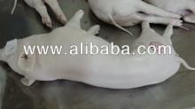 FROZEN VIETNAM SUCKLING PIG 19KG