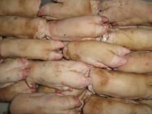 frozen hoofless pig feet