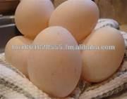 Fresh Chicken Eggs Fertile Chicken Hatching Eggs