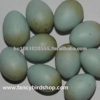 Dummy Eggs for Canary Birds and Finches