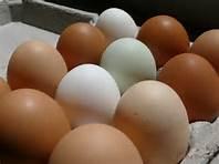 FRESH BROWN AND WHITE EGGS FOR SALE