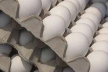 Fresh Eggs