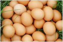 FRESH TABLE EGGS