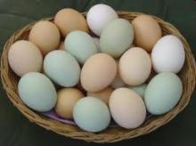 Fresh Eggs