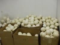 ostrich eggs