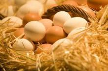 FRESH BROWN CHICKEN EGGS