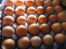 FRESH EGGS