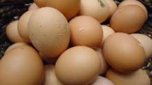FRESH CHICKEN EGGS