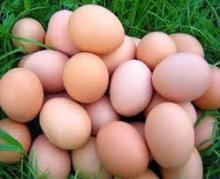 FRESH  BROWN  EGGS 