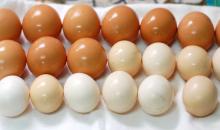 BUY PREMIUM QUALITY POULTRY EGGS. Please do reply back with your contact email address.