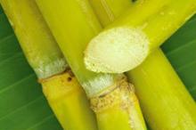 CANE SUGAR ICUMSA45.