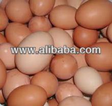supply chicken eggs