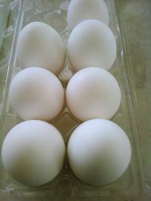 Table Eggs