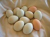 Barred Rock Fertile Hatching Chicken Eggs