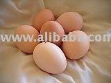 Egg - Fertile Chicken  Eggs  For  Hatching  Rhode Island Red Chickens