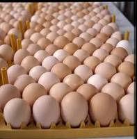 Fresh White and Brown Table Chicken Eggs