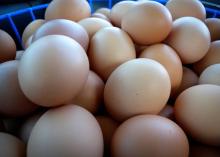 fresh table eggs
