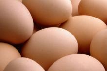 broiler  eggs  for  hatching 