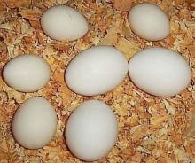 Broiler hatching eggs
