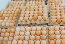100% Broiler hatching eggs